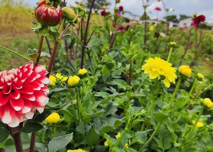 Idyllisches Selfkant Erleben, 90qm Grosse Fuer Ihren Entspannten Aufenthalt 公寓 *